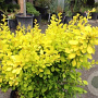 Berberis thunbergii 60-80 cm wortelgoed 3 jarig verplante zaailin