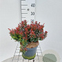 Berberis thunb. 'Bagatelle' 20 cm 3,0L
