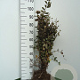 Berberis vulgaris 40-60 cm wortelgoed 3 jarig verplante zaailin