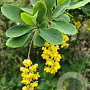 Berberis vulgaris 60-80 cm wortelgoed 3 jarig verplante zaailin