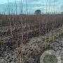 Betula utilis 'Doorenbos' 200-250 cm draadkluit meerstammig
