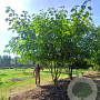 Broussonetia papyrifera 500-600 cm draadkluit meerstammig