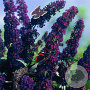 Buddleja d. 'Black Knight' 40-60 cm wortelgoed 2-jarig verplante stekken