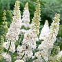 Buddleja d. 'White Profusion' 40-60 cm wortelgoed 2-jarig verplante stekken
