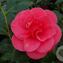 Camellia j. 'Giordano Santorelli' 40-50 cm 3,0L