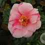 Camellia j. 'Tricolor' 40-50 cm 3,0L