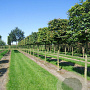 Carpinus betulus 20-25 cm draadkluit 220 cm stam kubus 110x110x110
