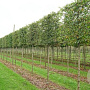 Carpinus betulus 20-25 cm draadkluit 170 cm stam scherm