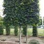 Carpinus betulus 25-30 cm draadkluit 170 cm stam scherm