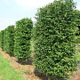 Carpinus betulus 20-25 cm draadkluit 50 cm stam schermvorm laag