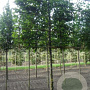 Carpinus betulus 18-20 cm draadkluit 210 cm stam schermvorm