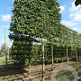Carpinus betulus 20-25 cm draadkluit 225 cm stam schermvorm