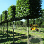 Carpinus betulus 40-50 cm draadkluit 220 cm stam blok 180x180x250