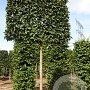 Carpinus bet. 'Lucas' 25-30 cm draadkluit 170 cm stam scherm