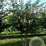 Carpinus japonica 150-175 cm draadkluit meerstammig