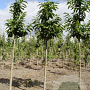 Castanea sativa 14-16 HO draadkluit