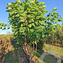 Catalpa bignonioides 175-200 cm draadkluit meerstammig