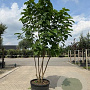 Catalpa bignonioides 350-400 cm cont. 130L meerstammig