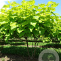 Catalpa bignonioides 'Aurea' 400-450 cm draadkluit meerstammig