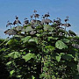 Catalpa erubescens 'Purpurea' 250-300 cm draadkluit meerstammig