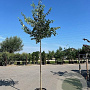 Celtis australis 350-400 cm draadkluit meerstammig