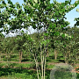 Cercis canadensis 350-400 cm draadkluit meerstammig