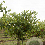 Cercis siliquastrum 175-200 cm draadkluit meerstammig