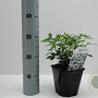 Choisya ternata 20-30 cm 2,0L