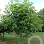 Cladrastis kentukea 175-200 cm draadkluit meerstammig