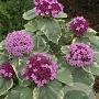 Clerodendrum bungei 'Pink Diamond' 30-40 cm 3,0L