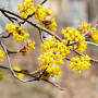 Cornus mas 12-14 HO draadkluit