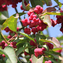Euonymus europaeus 'Red Cascade' 200-225 cm draadkluit meerstammig