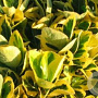 Euonymus jap. 'Ovatus Aureus' 20-30 cm 2,0L