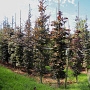 Fagus syl. 'Atropunicea' 14-16 HO draadkluit
