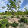 Gleditsia triacanthos inermis 350-400 cm draadkluit meerstammig