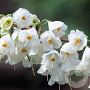 Halesia monticola 12-14 HO draadkluit