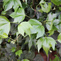 Hedera hel. 'Green Ripple' 120x180 container kant en klaar haag