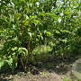 Heptacodium miconioides 200-250 cm draadkluit meerstammig