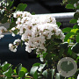 Lagerstroemia 'Sara's Favorite' 175-200 cm container meerstammig