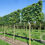Liquidambar styraciflua 20-25 cm draadkluit 210 cm stam schermvorm