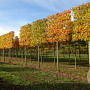 Liquidambar styraciflua 30-35 cm draadkluit 210 cm stam schermvorm