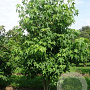 Liquidambar styraciflua 400-450 cm draadkluit meerstammig