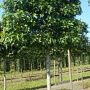 Liquidambar s. 'Worplesdon' 25-30 cm draadkluit 225 cm stam 6 etages leivorm