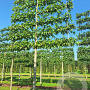 Liquidambar s. 'Worplesdon' 20-25 cm draadkluit 210 cm stam LEIVORM