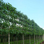 Liquidambar s. 'Worplesdon' 30-35 cm draadkluit 210 cm stam LEIVORM