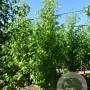 Liquidambar s. 'Worplesdon' 18-20 HO draadkluit geveerd