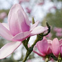 Magnolia 'Big Pink' 200-225 cm draadkluit meerstammig