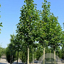 Magnolia kobus Isis 16-18 cm draadkluit