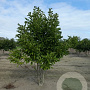 Magnolia loebneri 'Merrill' 150-175 cm draadkluit meerstammig