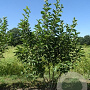 Magnolia soulangeana 300-350 cm draadkluit meerstammig